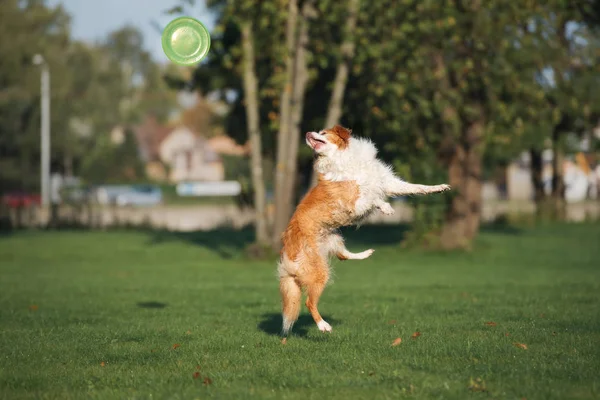 Red Border Collie Dog Playing Flying Disc Park Summer — Stock Photo, Image