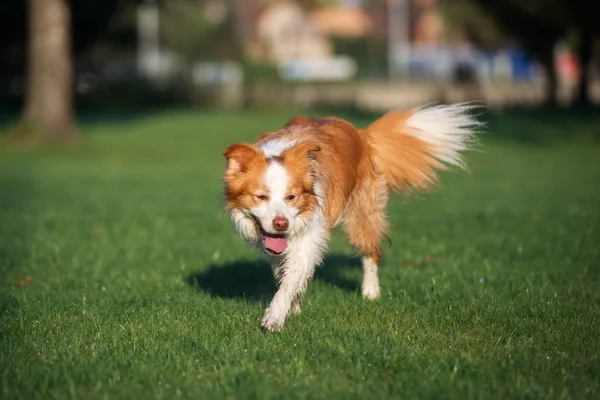 Piros Határ Collie Kutya Séta Parkban Nyáron — Stock Fotó