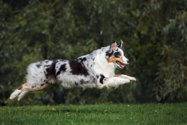夏に公園を走る幸せなオーストラリアの羊飼いの犬は — ストック写真