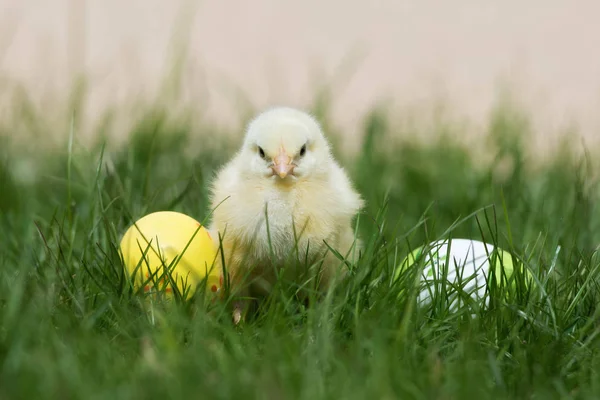 Polluelo Amarillo Pequeño Posando Con Huevos Pascua Hierba Aire Libre —  Fotos de Stock