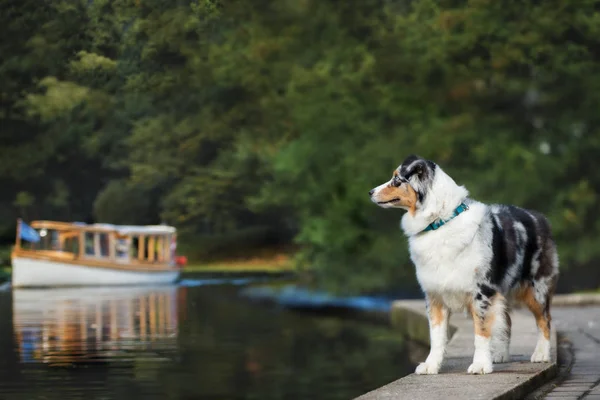 australian shepherd dog posing by the river
