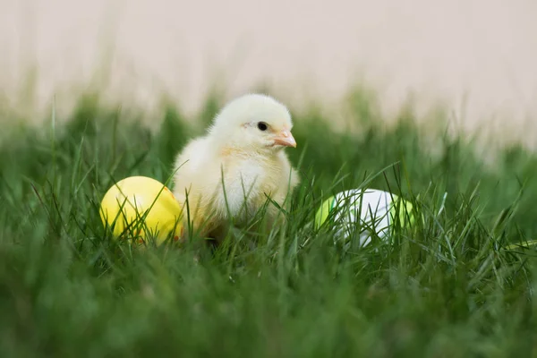 Küçük Sarı Civciv Dışarıda Otların Içinde Paskalya Yumurtaları Ile Poz — Stok fotoğraf