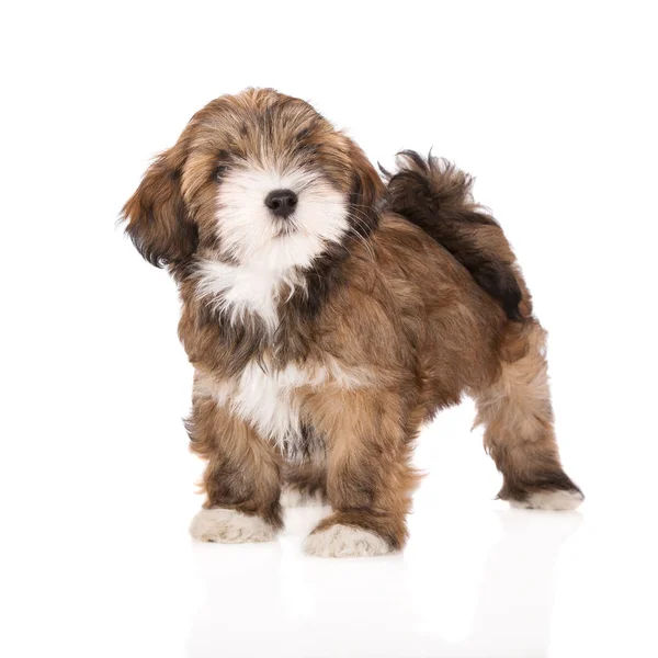 Lhasa Apso Cachorro Posando Sobre Fondo Blanco —  Fotos de Stock