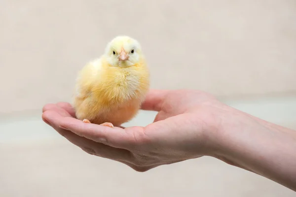 hand holding a small yellow chick outdoors