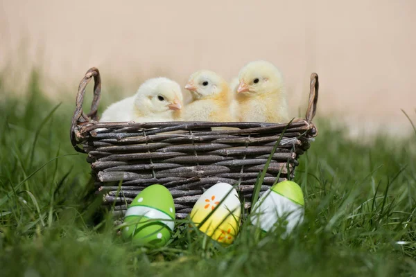 Küçük Sarı Civciv Bir Sepette Poz Veriyor Paskalya Yumurtaları Dışarıda — Stok fotoğraf