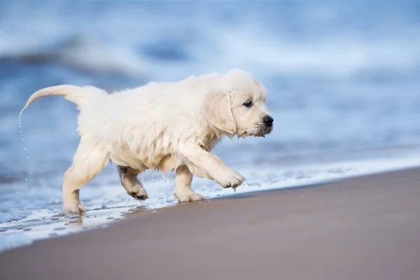 Glücklicher Golden Retriever Welpe Strand Meer — Stockfoto