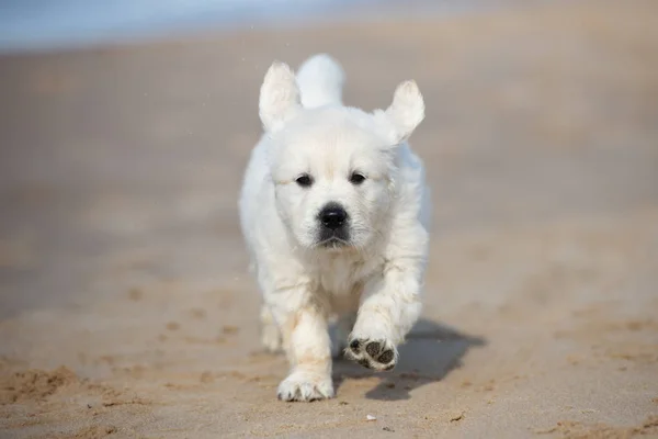 Feliz Filhote Cachorro Golden Retriever Andando Praia Junto Mar — Fotografia de Stock