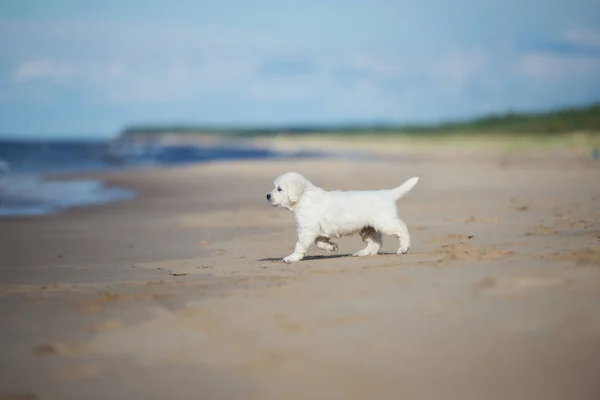 Feliz Filhote Cachorro Golden Retriever Andando Praia Junto Mar — Fotografia de Stock