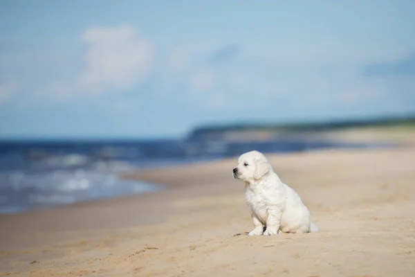 Happy Golden Retriever Puppy Walking Beach Sea — Stock Photo, Image