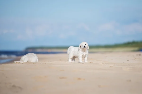 Golden Retriever Puppy Standing Beach Summer — Stock Photo, Image