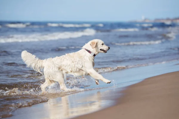 Golden Retriever Dogs Playing Beach Stock Photo