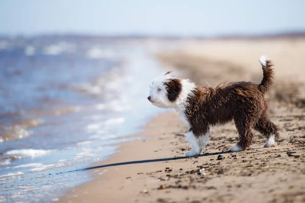 西班牙水犬图库照片 免版税西班牙水犬图片 Depositphotos 西班牙水犬图库照片 免版税西班牙水犬图片 Depositphotos