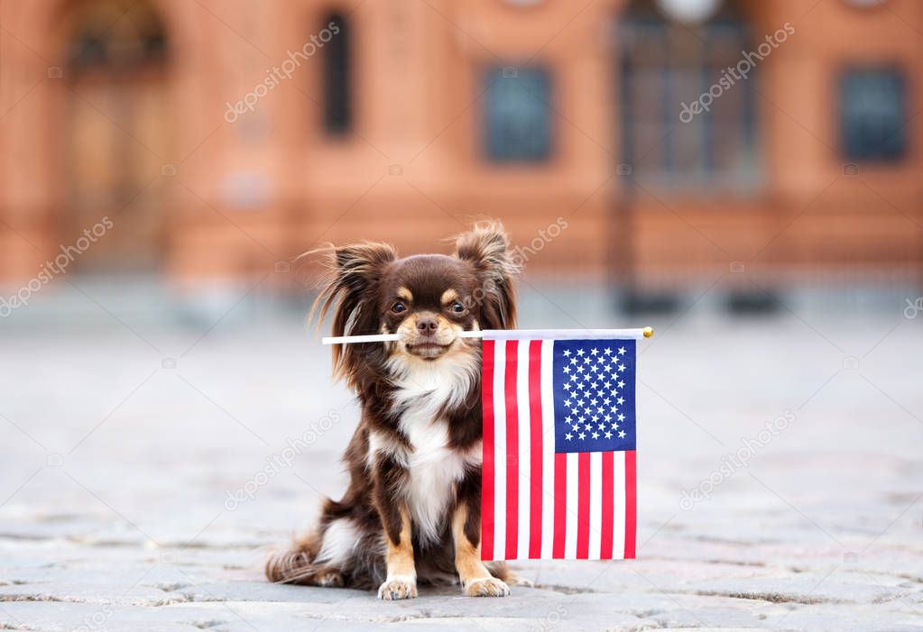 proud chihuahua dog holding american flag in mouth outdoors