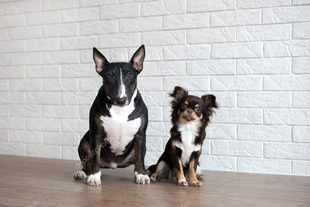 miniature bull terrier and chihuahua dogs sitting together indoors in front of a brick wall
