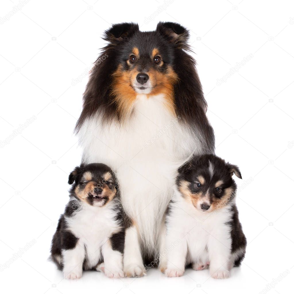 tricolor sheltie dog posing with two puppies on white background