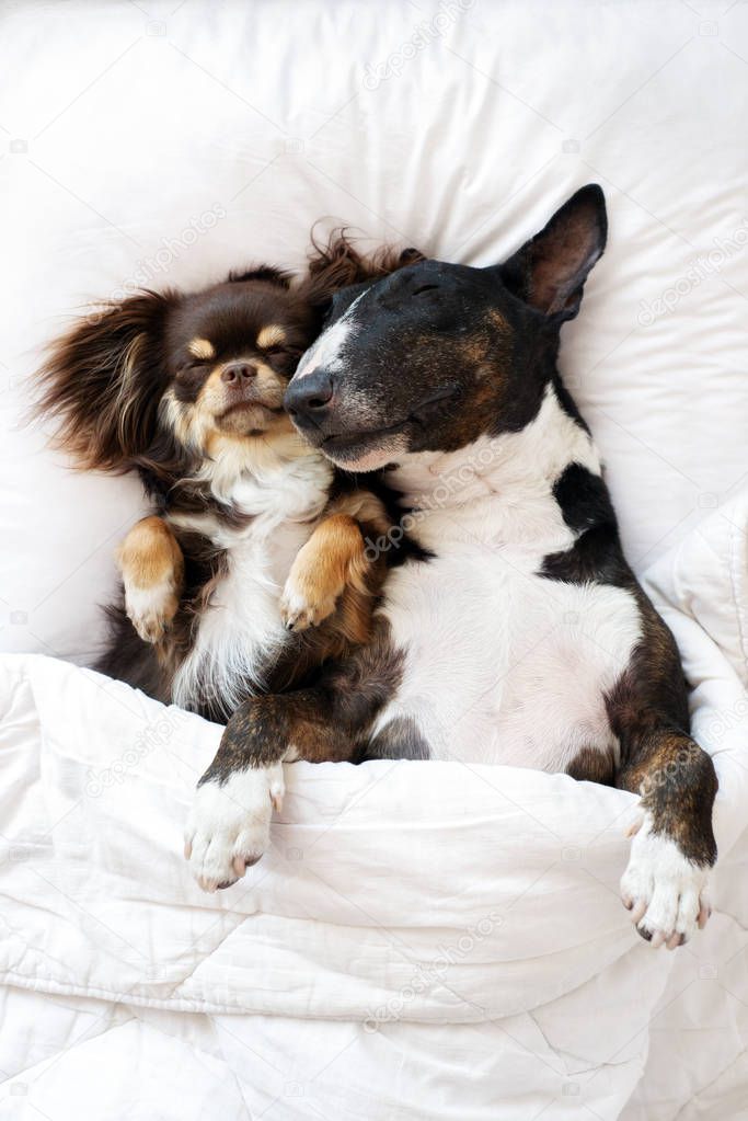 two adorable dogs sleeping together on a pillow, top view