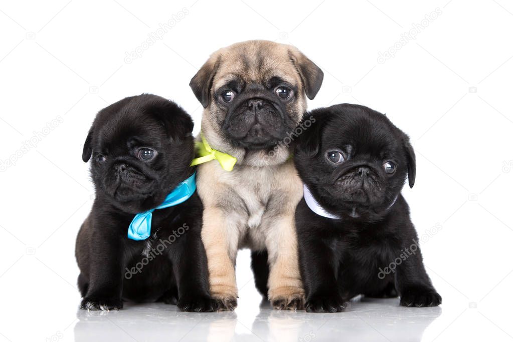 three cute pug puppies posing together on white background
