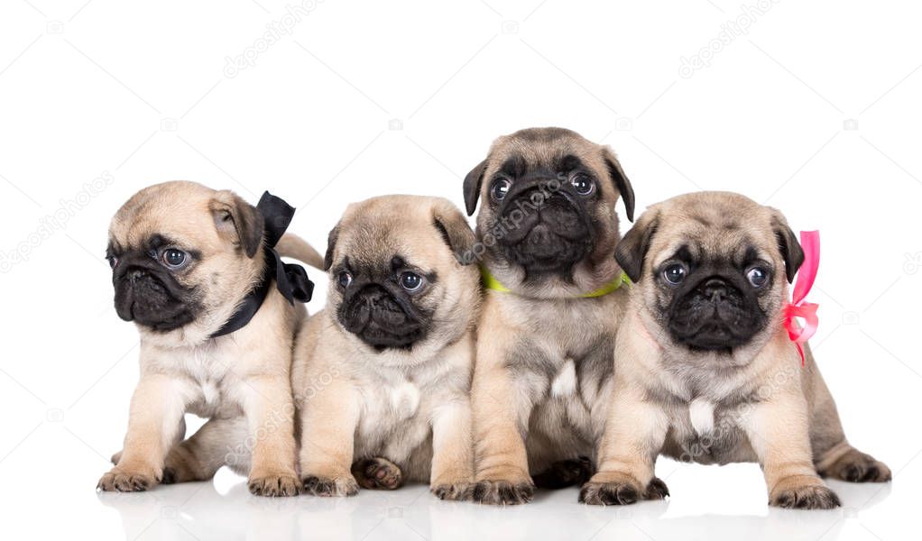 group of pug puppies posing on white background