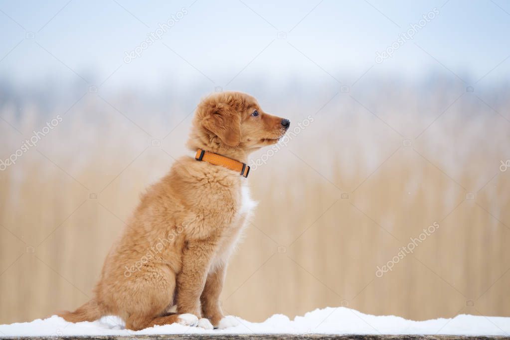 duck tolling retriever puppy posing in the snow outdoors