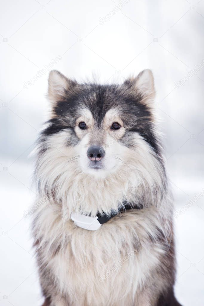 siberian husky dog posing outdoors in winter