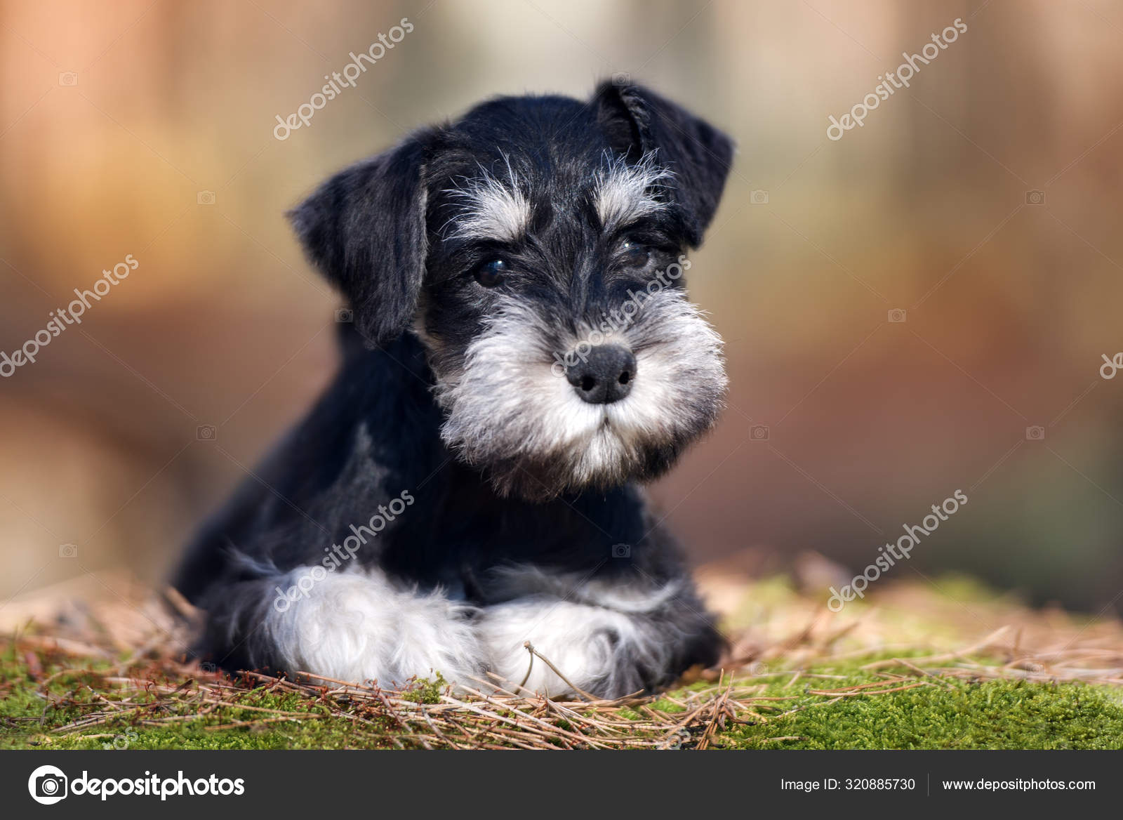 Black Miniature Schnauzer Puppy Posing Outdoors Stock Photo by ©ots-photo 320885730 Black Miniature Schnauzer Puppy Posing Outdoors Stock Photo By ©Ots-Photo 320885730