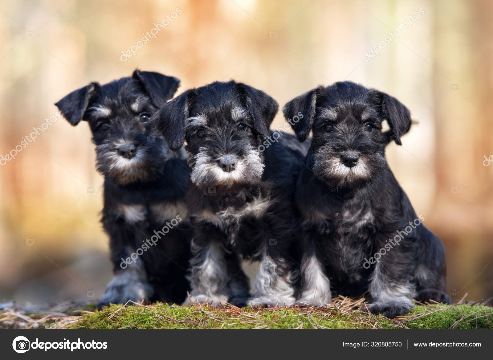 Cachorros Schnauzer Miniatura Posando Juntos Aire Libre — Foto de stock  #320885750 © ots-photo, image size:1600x1168