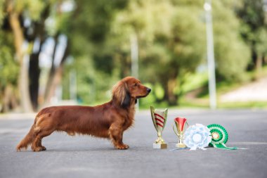 Kırmızı dachshund köpeği yazın dışarıda poz veriyor.