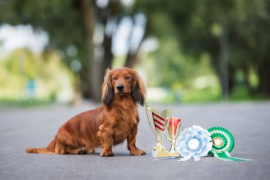 Kırmızı dachshund köpeği yazın dışarıda poz veriyor.