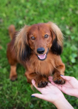 Mutlu dachshund köpeği sahibinin ellerinde pençeleri