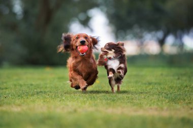 Dışarıda birlikte oynayan iki mutlu köpek.