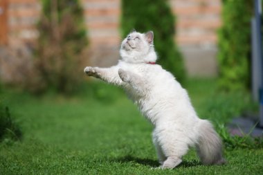 Tüylü beyaz kedi yavrusu yazın zıplıyor ve dışarıda oynuyor.