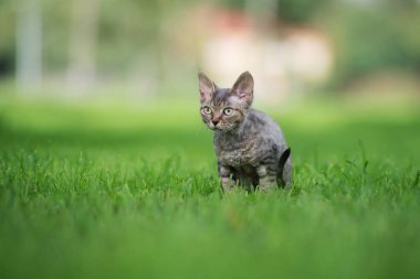 Güzel Devon Rex kedi yavrusu yazın dışarı çıkıyor.