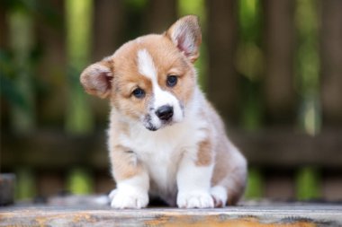 Yazın açık havada sevimli Corgi köpek portresi.