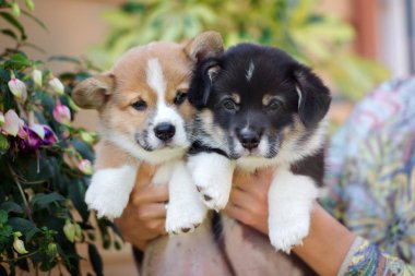 Sevimli Galler Corgi Pembroke köpek yavruları yazın açık havada portre