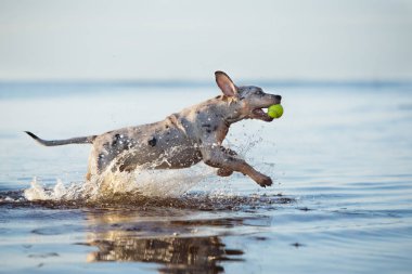 Louisiana Catahoula köpek yavrusu Yazın kumsalda