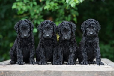 Bir grup kıvırcık köpek yavrusu dışarıda poz veriyor.