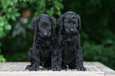 Siyah kıvırcık köpek yavruları dışarıda poz veriyor.