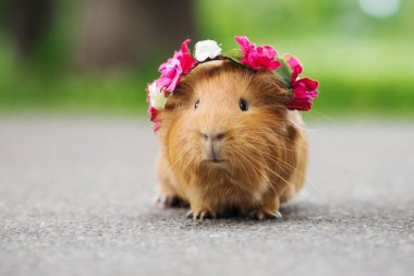 guniea pig posing in a flower crown outdoors