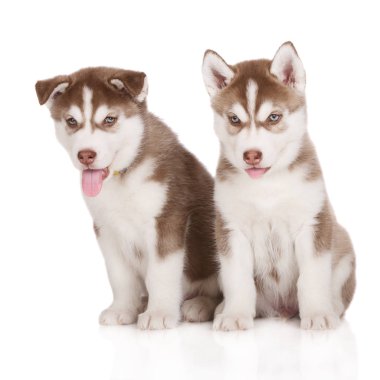 Beyaz arka planda poz veren iki kahverengi Sibirya köpeği.