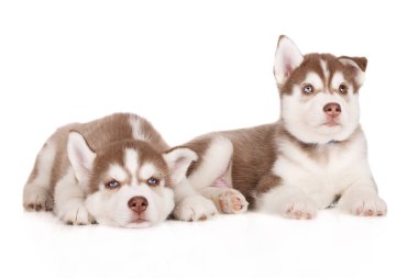 Beyaz arka planda poz veren iki kahverengi Sibirya köpeği.