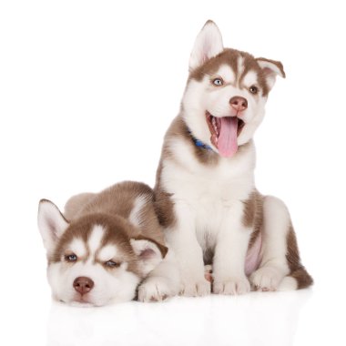 Beyaz arka planda poz veren iki kahverengi Sibirya köpeği.