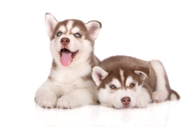 Beyaz arka planda poz veren iki kahverengi Sibirya köpeği.