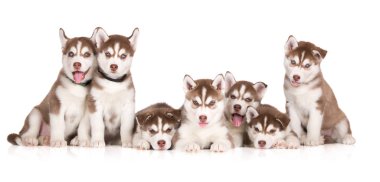 Beyaz arka planda Sibirya kurt köpekleri grubu