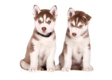 Beyaz arka planda poz veren iki kahverengi Sibirya köpeği.