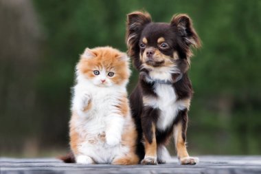 tapılası köpek ve kedi yavrusu açık havada birlikte portre yapıyorlar.