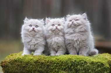 Üç tüylü kedi ormanda birlikte poz veriyor.