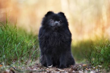 Dışarıda pomeranya sosisli poz veren sevimli Pomeranya köpeği.