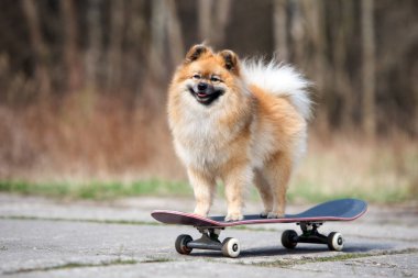 Pomeranian köpekleri kaykay üstünde poz veriyorlar. 