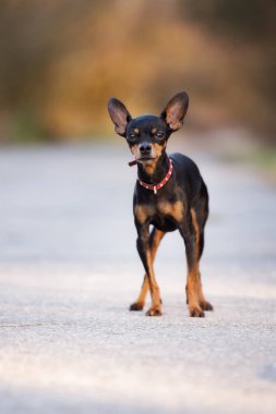 Minyatür Rus oyuncak köpeği dışarıda poz veriyor.