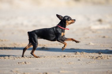Plajda minyatür siyah bir köpek
